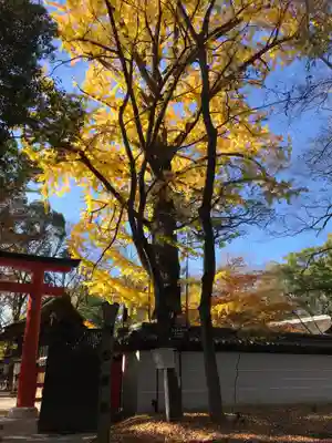 河合神社（鴨川合坐小社宅神社）(京都府)