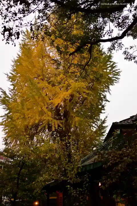 小野照崎神社の自然