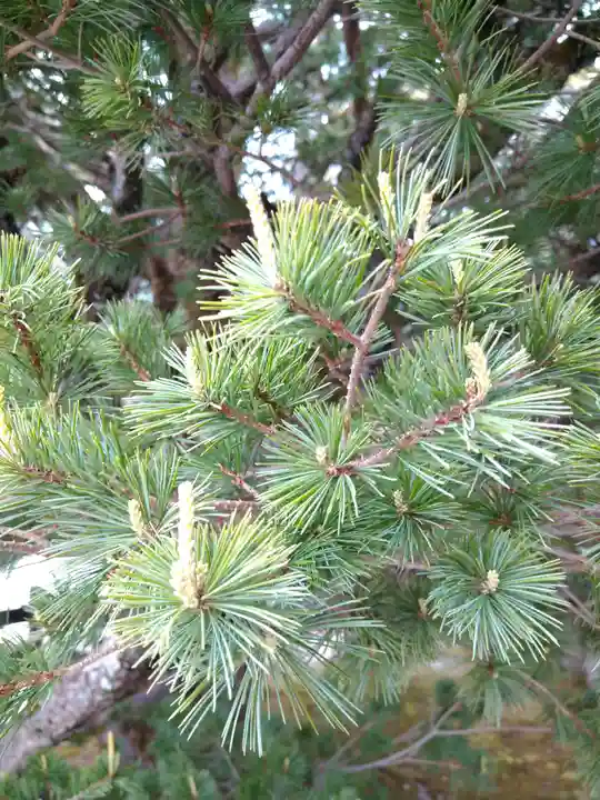 賀茂御祖神社(下鴨神社)の自然