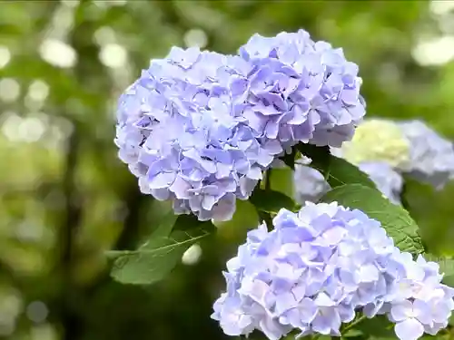 仁科神社(長野県)