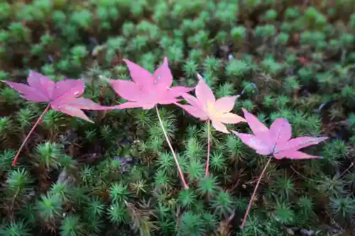 酬恩庵一休寺(京都府)