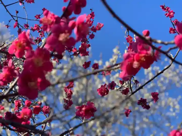 谷保天満宮の自然