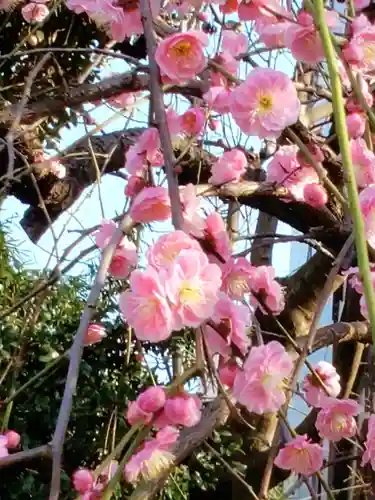 新井薬師（梅照院）(東京都)