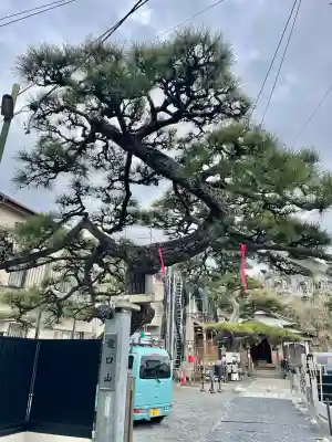 本成寺の{uncategorized: "未分類", other: "その他", undefined: "問題あり", building: "その他建物", grave: "お墓", sacred_gate: "鳥居", guardian: "狛犬", statue: "像", buddha: "仏像", history: "歴史", nature: "自然", garden: "庭園", animal: "動物", pagoda: "塔", temizu: "手水舎", mountain_gate: "山門・神門", sanctuary: "本殿・本堂", subordinate: "末社・摂社", art: "芸術", scenery: "景色", jizo: "地蔵", ema: "絵馬", goshuin: "御朱印", omikuji: "おみくじ", items: "授与品その他", amulet: "お守り", goshuincho: "御朱印帳", eats: "食事", festival: "お祭り", votive_dance: "神楽", shichigosan: "七五三参", wedding: "結婚式", experience: "体験その他", initially: "初詣", around: "周辺", anti_infection: "感染症対策"}