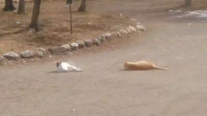 櫻山神社の動物