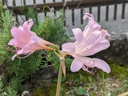 大松禅寺(京都府)