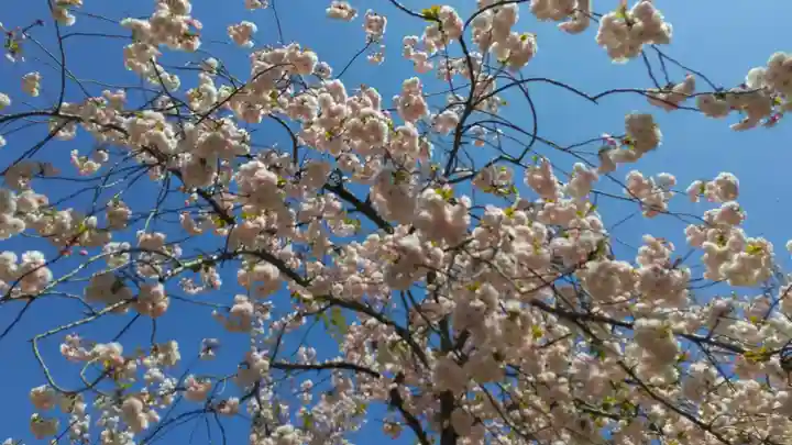 茨城縣護國神社の自然