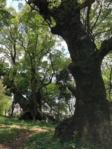 大汝牟遅神社の自然