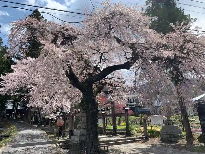 山家神社の自然