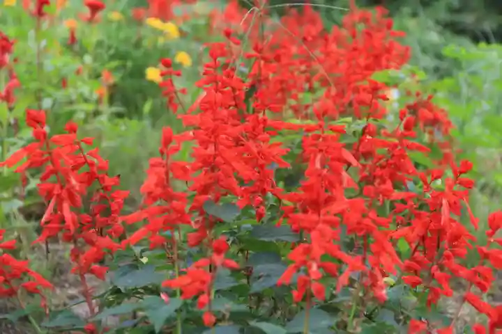 阿久津「田村神社」(郡山市阿久津町)旧社名:伊豆箱根三嶋三社の庭園