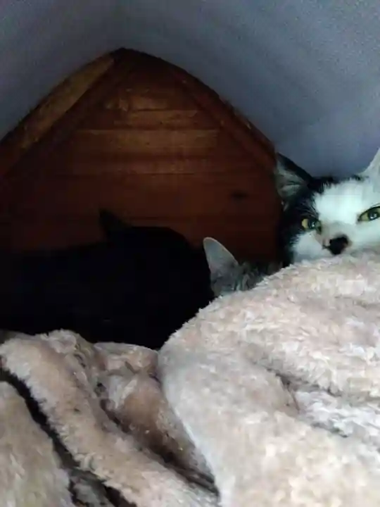 御誕生寺(猫寺)(福井県)