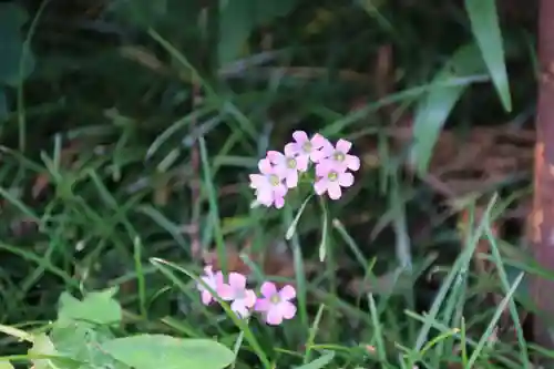 神炊館神社 ⁂奥州須賀川総鎮守⁂の自然