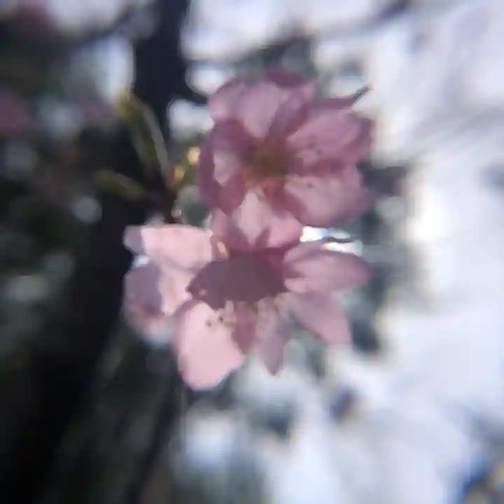 田無神社の自然