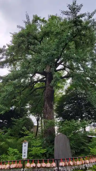 七社神社の自然