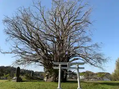 三峯神社の自然