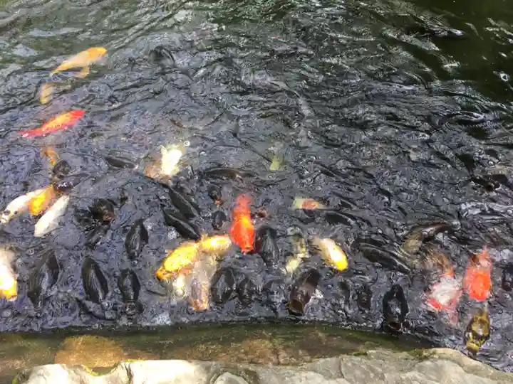 愛宕神社の動物