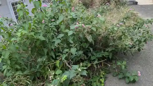 笠森稲荷大明神の自然