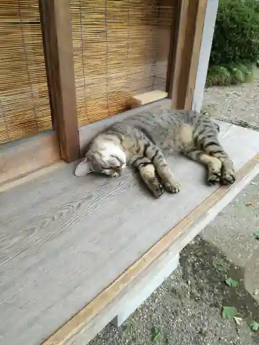 鷲宮神社の動物