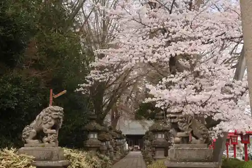神炊館神社 ⁂奥州須賀川総鎮守⁂の狛犬