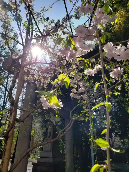 諏訪神社の自然