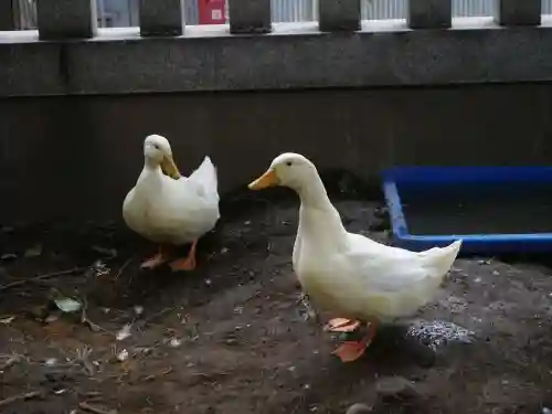 下谷神社の動物