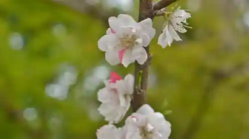 賀茂別雷神社（上賀茂神社）の自然