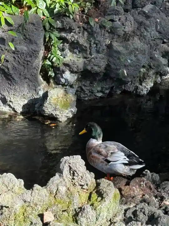 世田谷八幡宮(東京都)