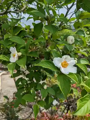 六孫王神社(京都府)