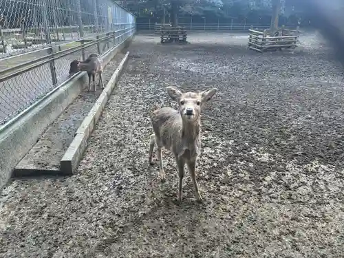 奥宮(鹿島神宮摂社)(茨城県)