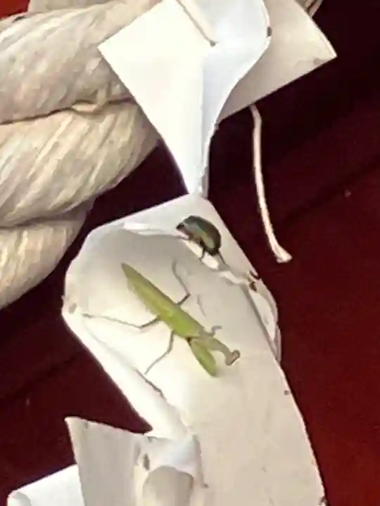 屋形四社神社(千葉県)