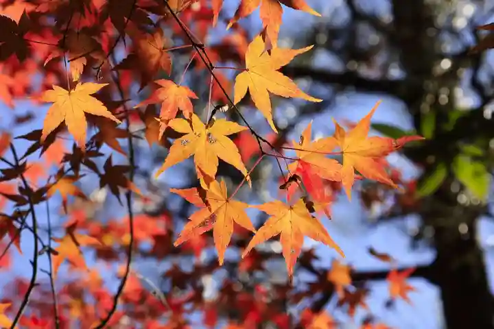 酬恩庵一休寺(京都府)