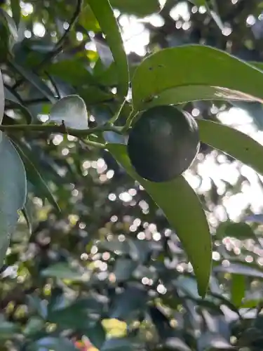 梅宮神社の自然