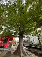 若宮愛宕神社の自然