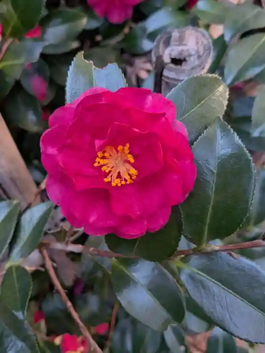 赤坂氷川神社(東京都)