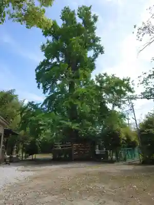 子之神社(神奈川県)