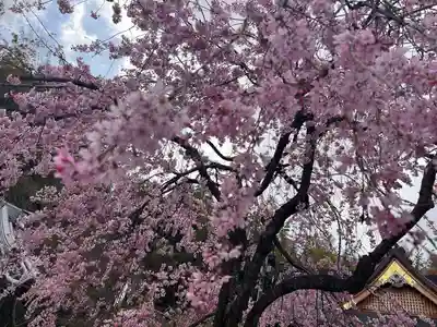 高徳院(愛知県)
