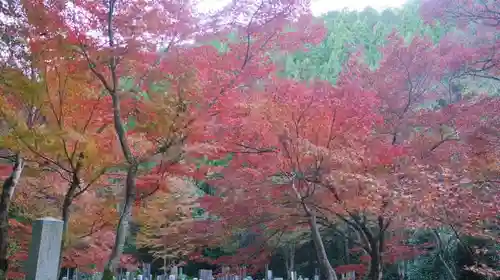 吟松寺の自然