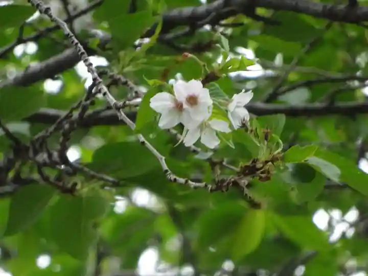 弥生神社の自然