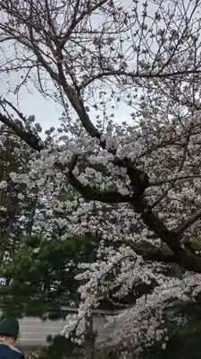 隨心院(随心院)(京都府)