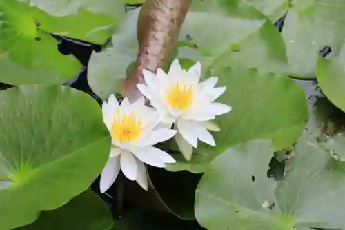 梅宮大社(京都府)