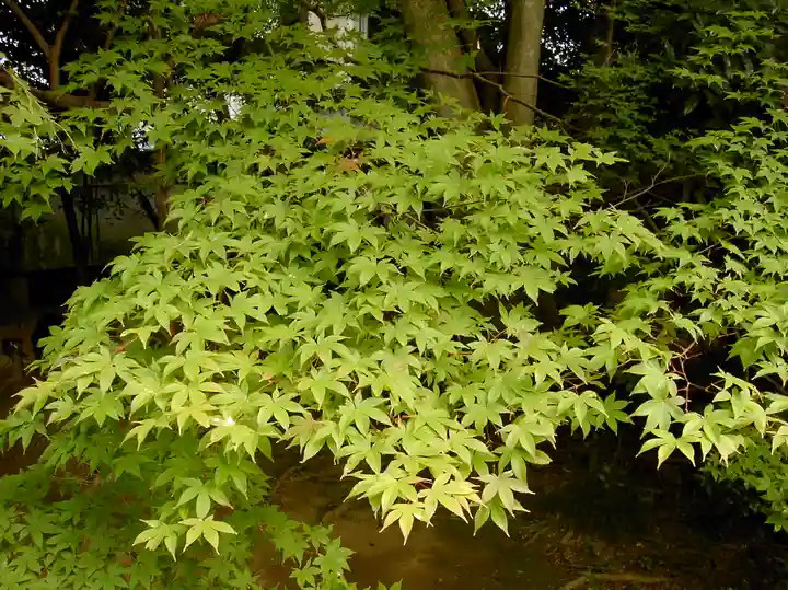 青蓮院門跡の自然
