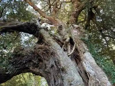 八坂神社の自然