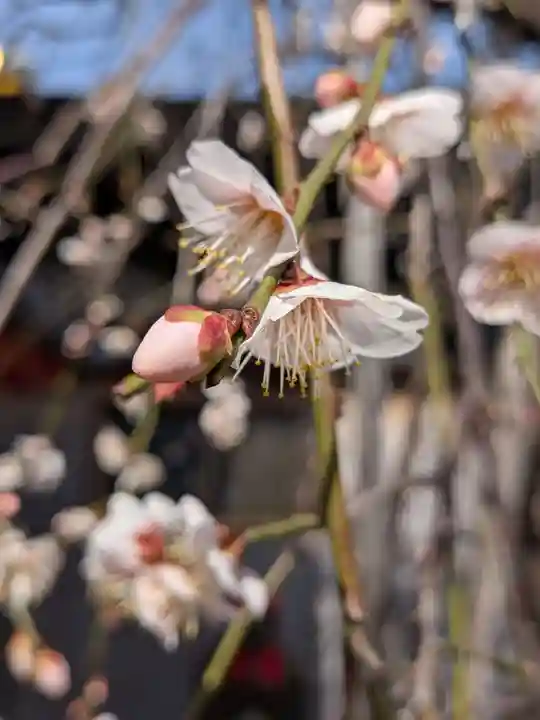 成願寺(東京都)