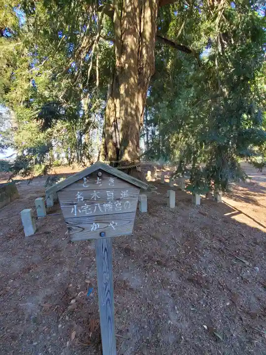 小宅八幡神社の自然