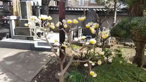 本妙院(東京都)