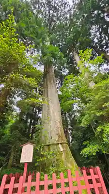 箱根神社(神奈川県)