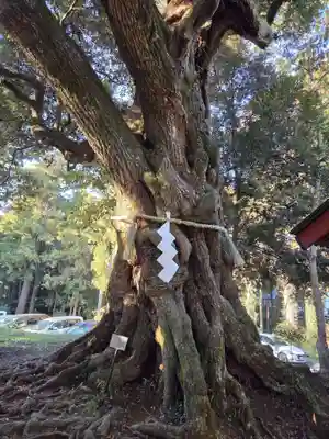 大杉神社(茨城県)