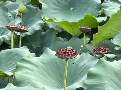 東寺（教王護国寺）(京都府)