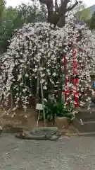 居木神社の自然