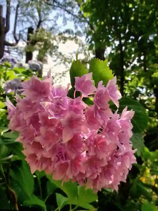 本郷氷川神社(東京都)